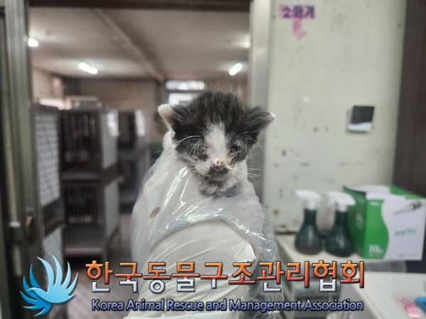 한국동물구조관리협회_441560202401335